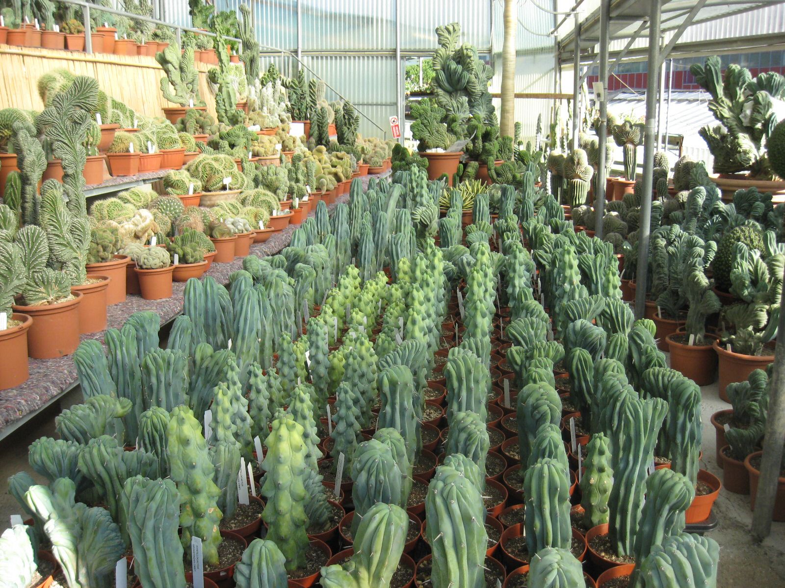 cristate cacti.jpg